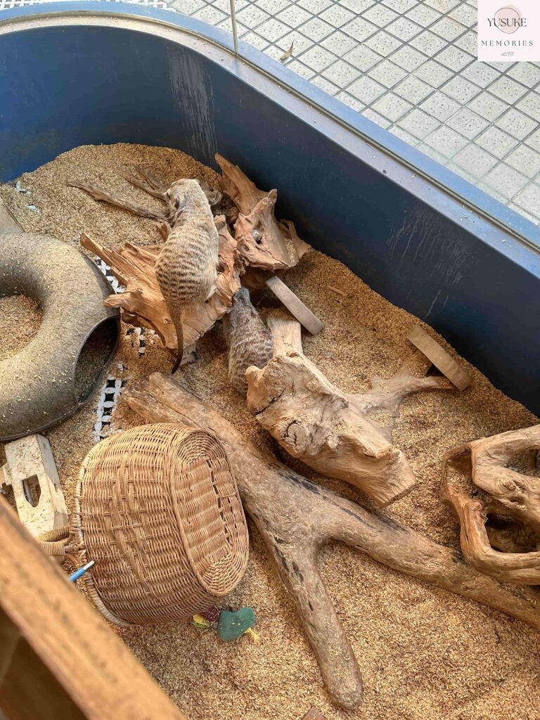 胖鬣蜥城市特寵餐廳