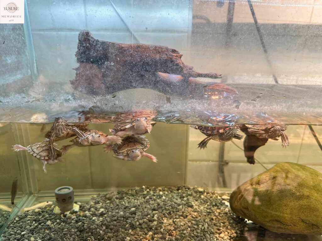 胖鬣蜥城市特寵餐廳