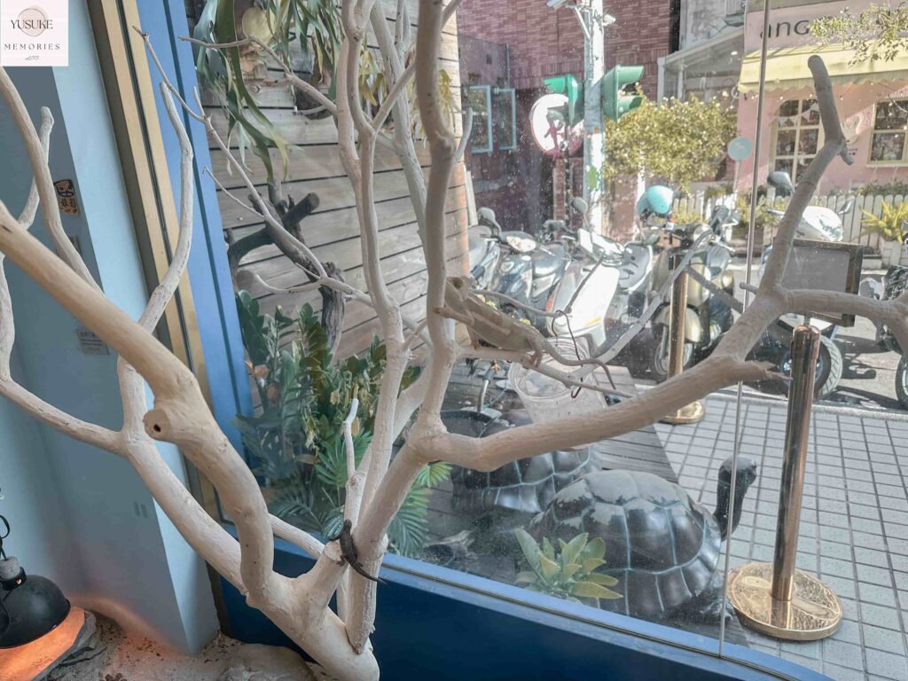 胖鬣蜥城市特寵餐廳