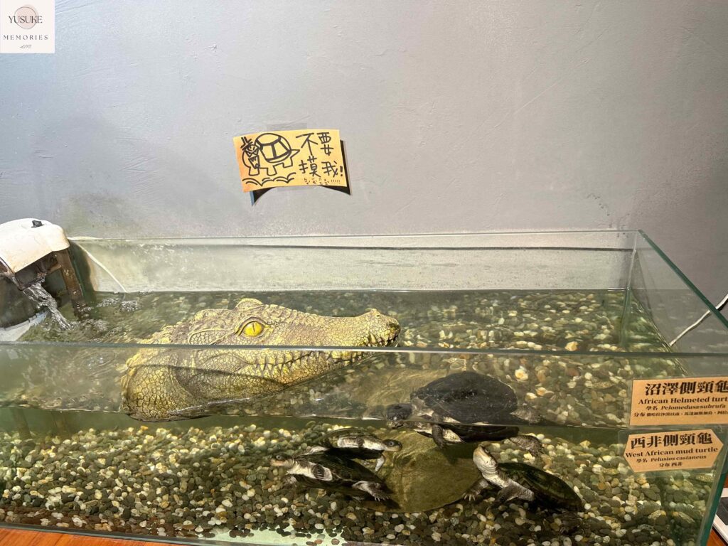 胖鬣蜥城市特寵餐廳