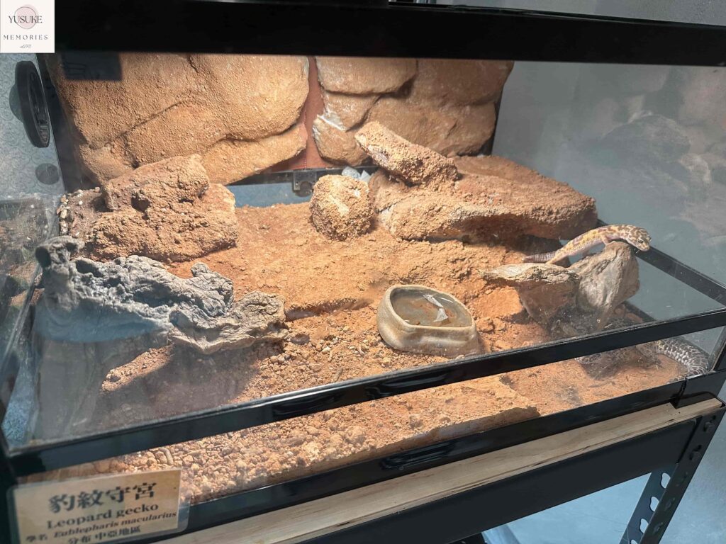 胖鬣蜥城市特寵餐廳