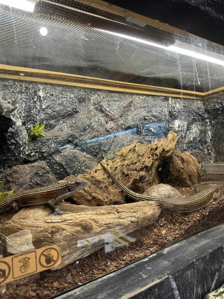 胖鬣蜥城市特寵餐廳